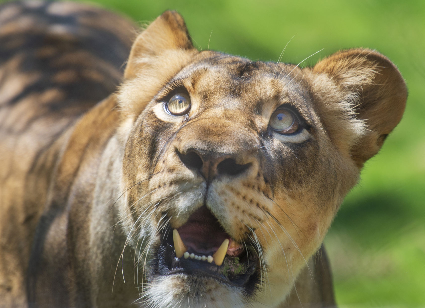 NO.liontour.051819_1.JPG